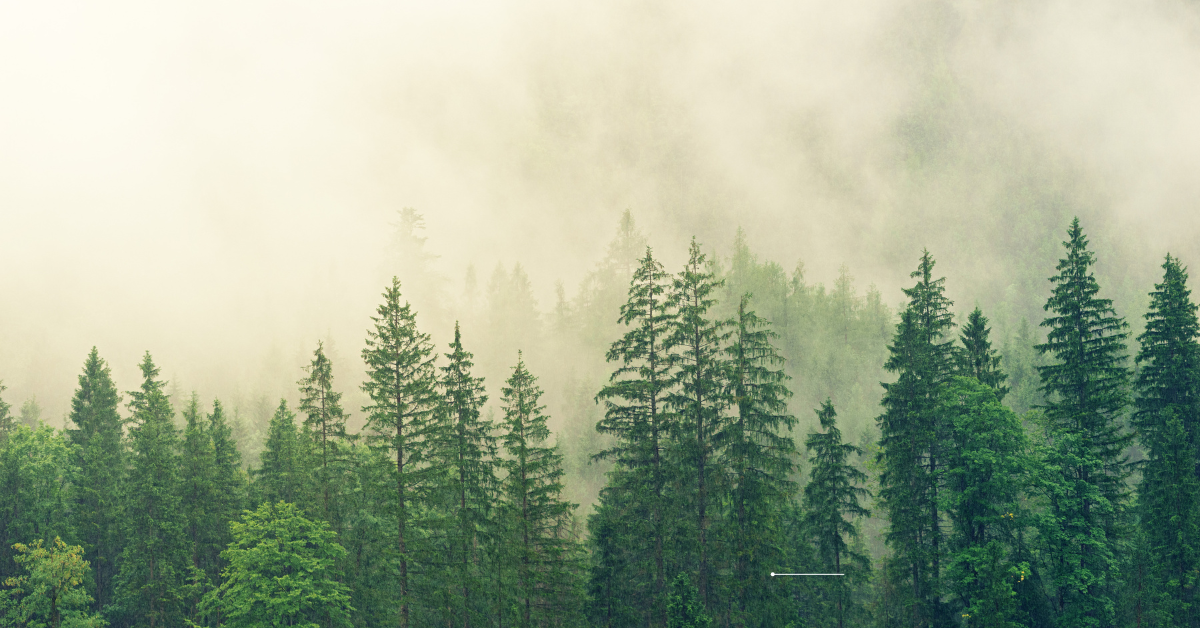 Breathe Life Into Your Walls with Forest Wall Art