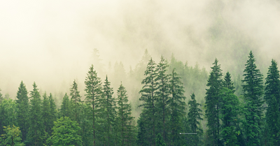 Breathe Life Into Your Walls with Forest Wall Art